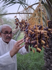 تولید ، فرآوری و بسته بندی خرما 
Production, processing and packaging of dates